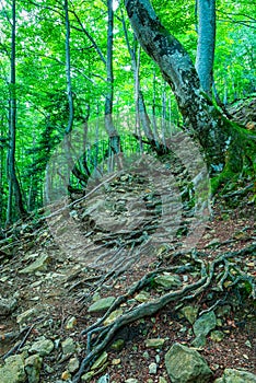 Roots of trees visible