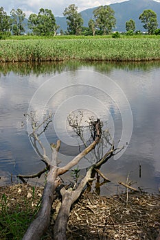 a roots of trees in the water. reflection of tree branches