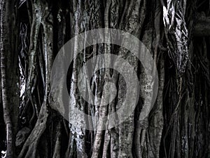 Roots and treet background texture