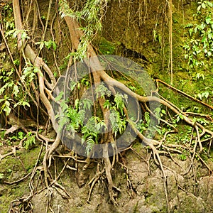 Roots of a tropical tree in the soil eroded by rain