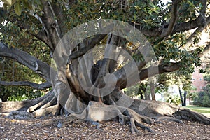 Ficus tree, roots and trunks of Ficus Tree, Perth, Australia. Centenarian tree. photo