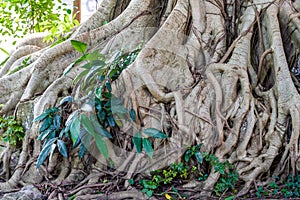 The roots and trunk of a century-old banyan tree