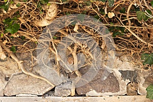 Roots and twigs of shrubs