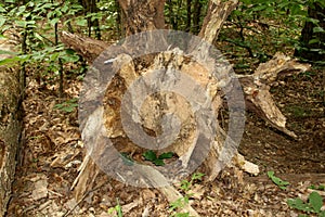 Roots of an upended tree taken down by wind