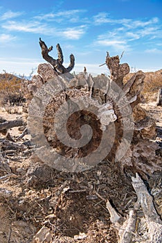 Roots of an uprooted Joshua Tree