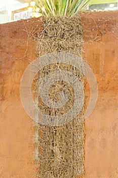 The roots of Vetiver