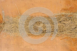 The roots of Vetiver