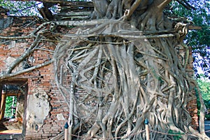 Roots of the wood covered the old wall