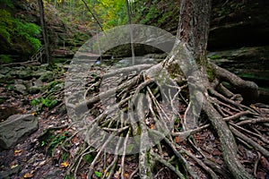 Rooty Tree At Matthiessen State Park