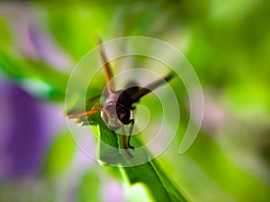 Ropalidia is a large genus of eusocial paper wasps in the tribe Ropalidiini distributed throughout the Afrotropical,