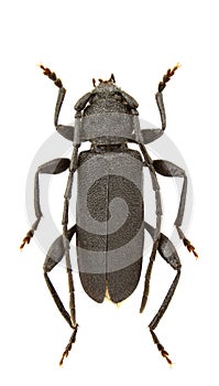 Ropalopus macropus photo