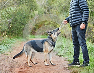 Rope, animal training or dog playing with owner for tug of war, exercise and bonding outdoor. Person, pet or german