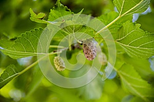 Rope berries of white mullbery morus alba on the tree