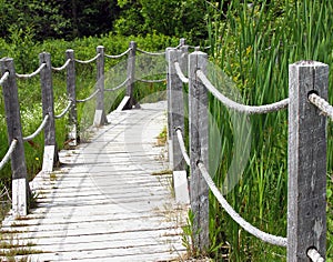 Rope bridge in the forest
