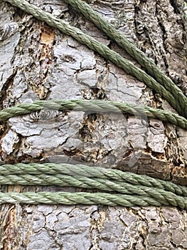 Rope choking tree