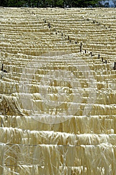 Rope Factory, Sisal Plant, agave sisalana, Fibres drying, Fort Dauphin in Madagascar