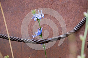 Rope and flower