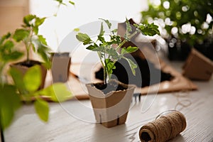 Rope and green tomato seedling in peat pot on wooden table