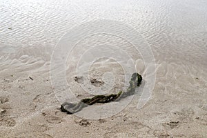 The rope lies on the beach on the Mediterranean