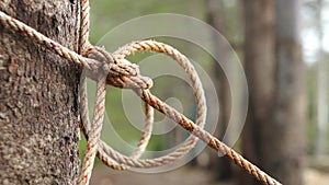 Rope pulled tight around tree