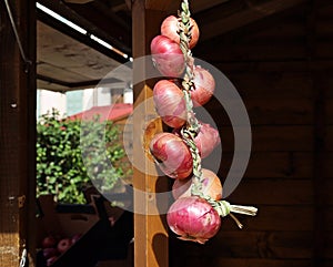 Rope of red onions hanging .