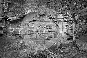 Rope swing hanging from a tree in front of a stone cliff escarpment