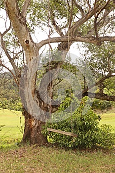 Rope Swing on a Tree