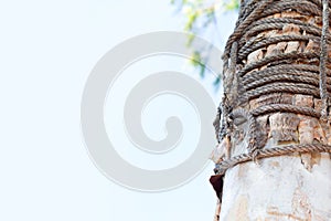 Rope tied around a wooden with clear blue sky and place for text