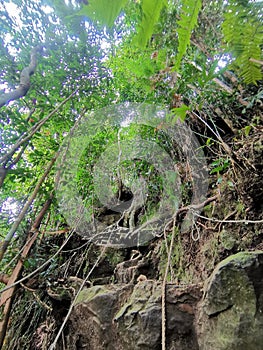 Rope tied on dense tropical tree roots and mossy rocks for pinnacles trek in rainforest mountain. Tropical forest or jungle