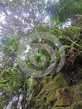 Rope tied on dense tropical trees and mossy rocks for pinnacles trek in rainforest mountain. Tropical forest or jungle landscape