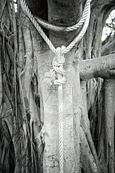 Rope tied to a big tree