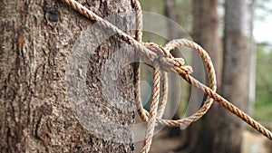 Rope Tightened Around Tree Trunk