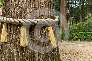 Rope on tree bark in Japanese temple