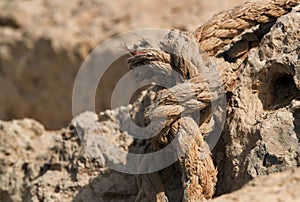 Rope used for support and hauling pearl divers as well as acnshoring ship