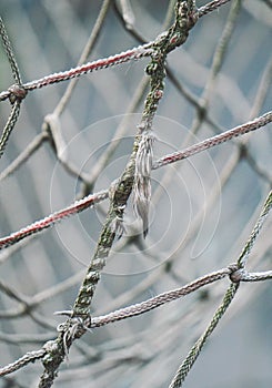 Rope web texture