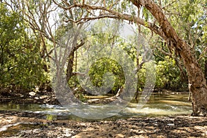 The Roper river at Mataranka.