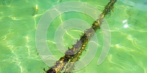 Ropes in the water with moss and sea weed Mexico