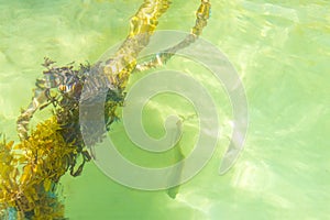 Ropes in the water with moss and sea weed Mexico