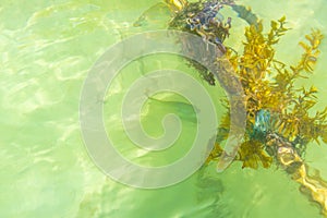 Ropes in the water with moss and sea weed Mexico