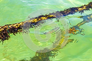 Ropes in the water with moss and sea weed Mexico