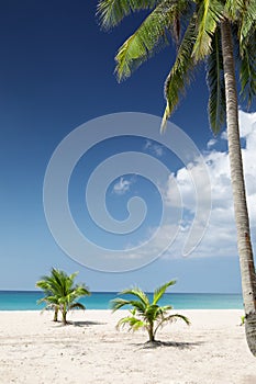 Ropical beach with some palms