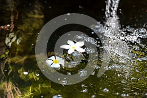 Ropical frangipani white flower on water, photo