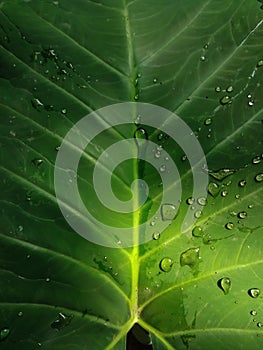 ropical leaves background with raindrops photo