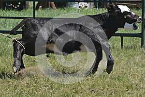 Roping of an Angus calf for branding