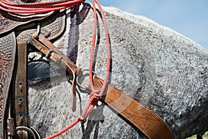 Roping event horse details