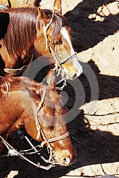 Roping horses