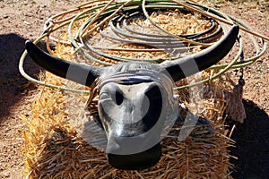 Roping steer head