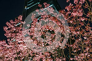 Roppongi 1-chome of building and cherry