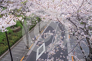 Roppongi 1-chome of cherry tree-lined