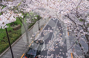 Roppongi 1-chome of cherry tree-lined